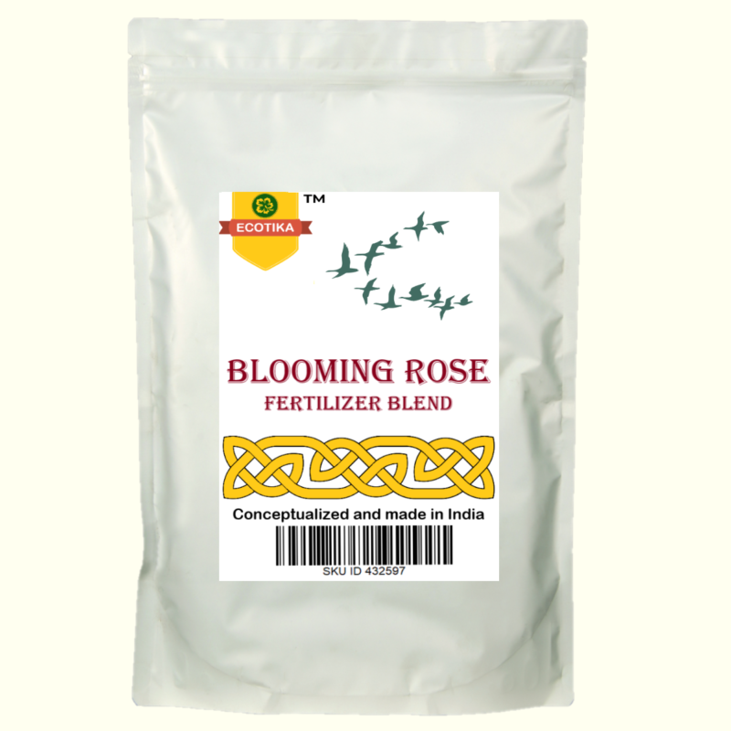 Blooming rose