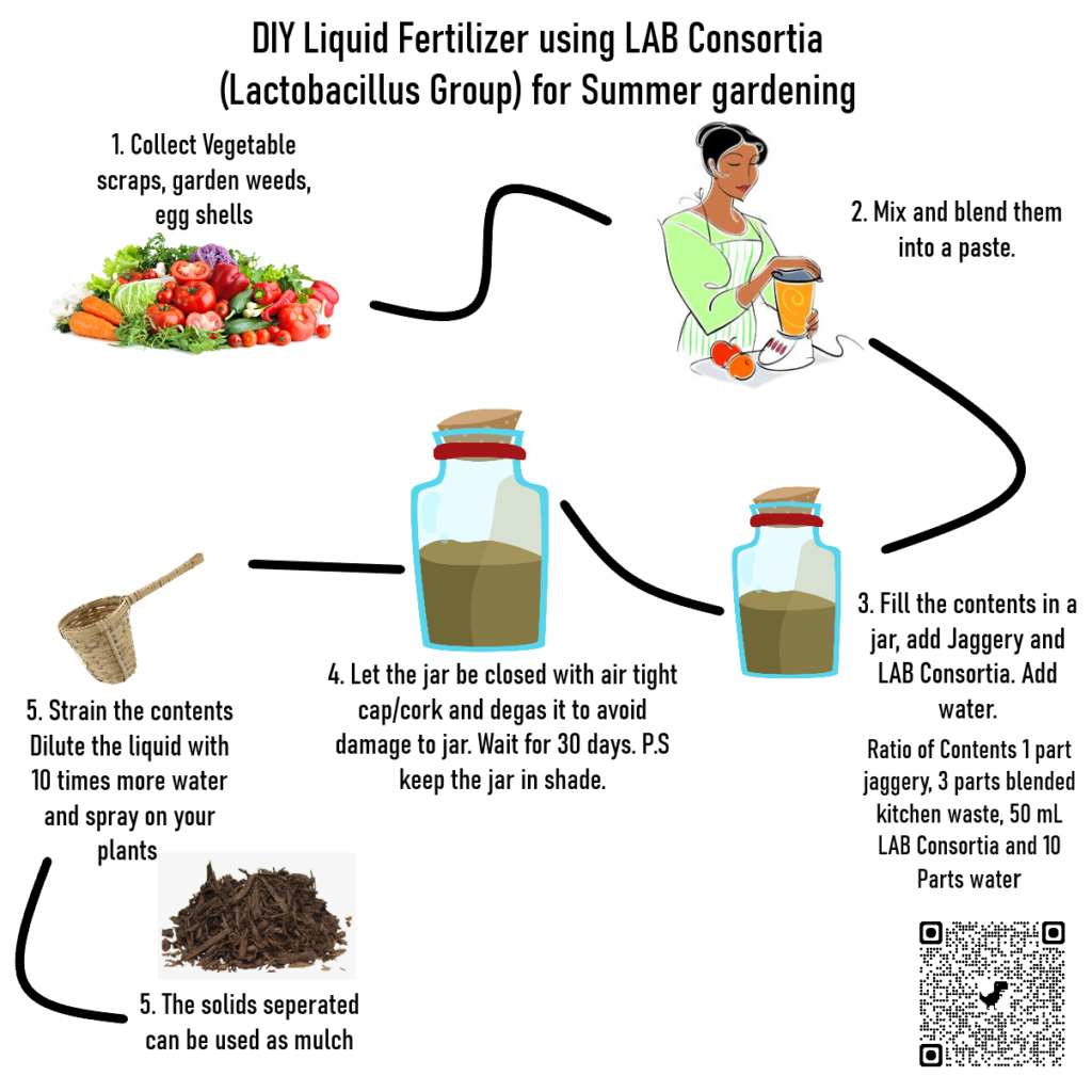 Use Lactobacillus for making liquid fetilizer