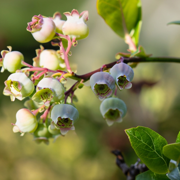 Blueberry plant in bloom
