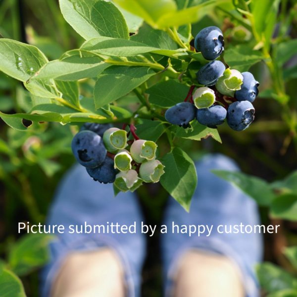 blueberry sutra result