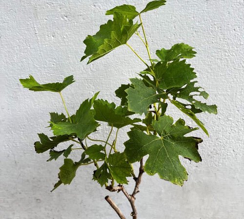grape plant