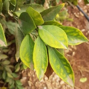 Zinc deficiency in lime