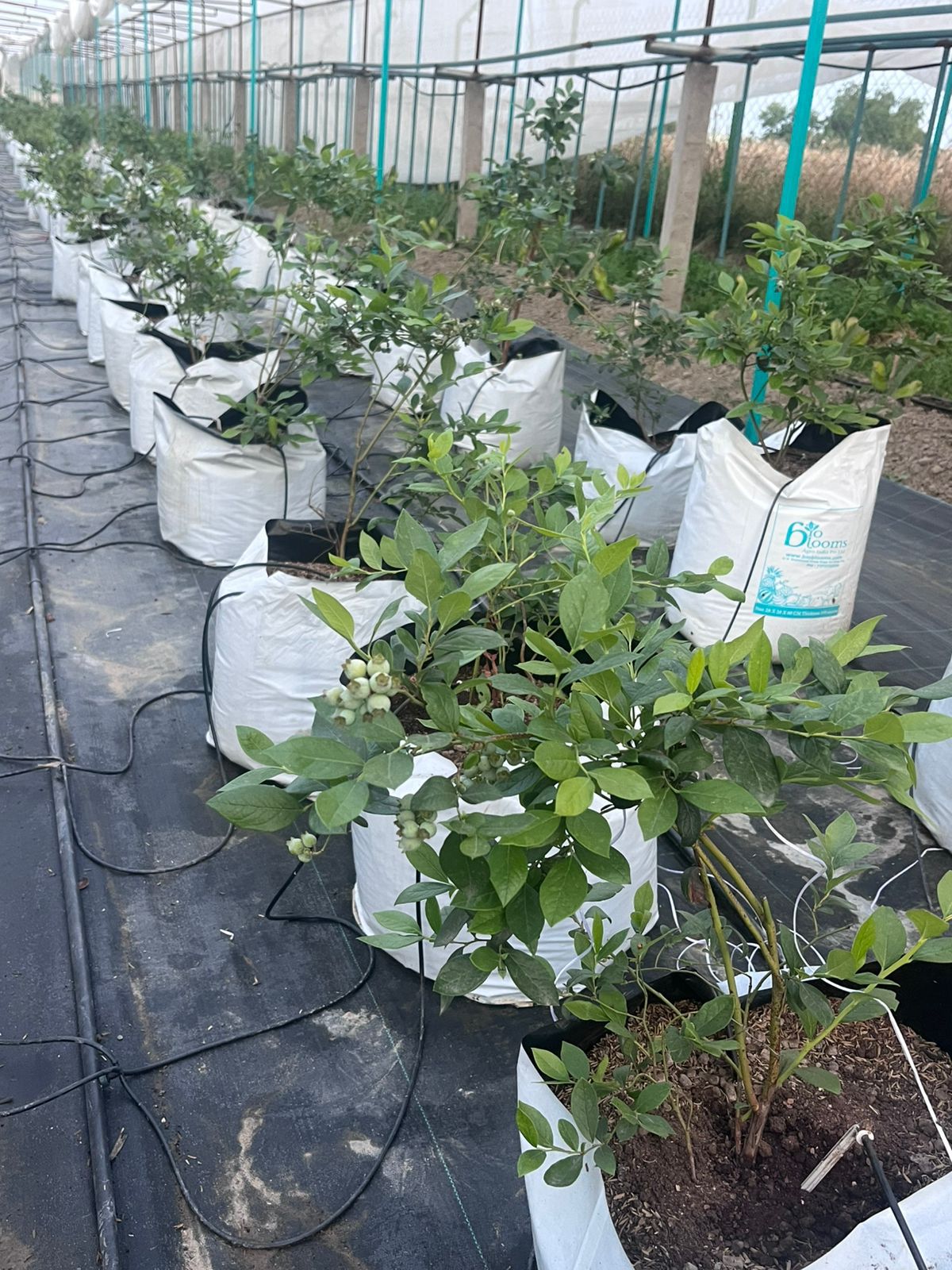Blueberry Sutra (Siddhi) PCS-10 | Blueberry Plant Nutrition for Established Plants | Ecotika - Image 3