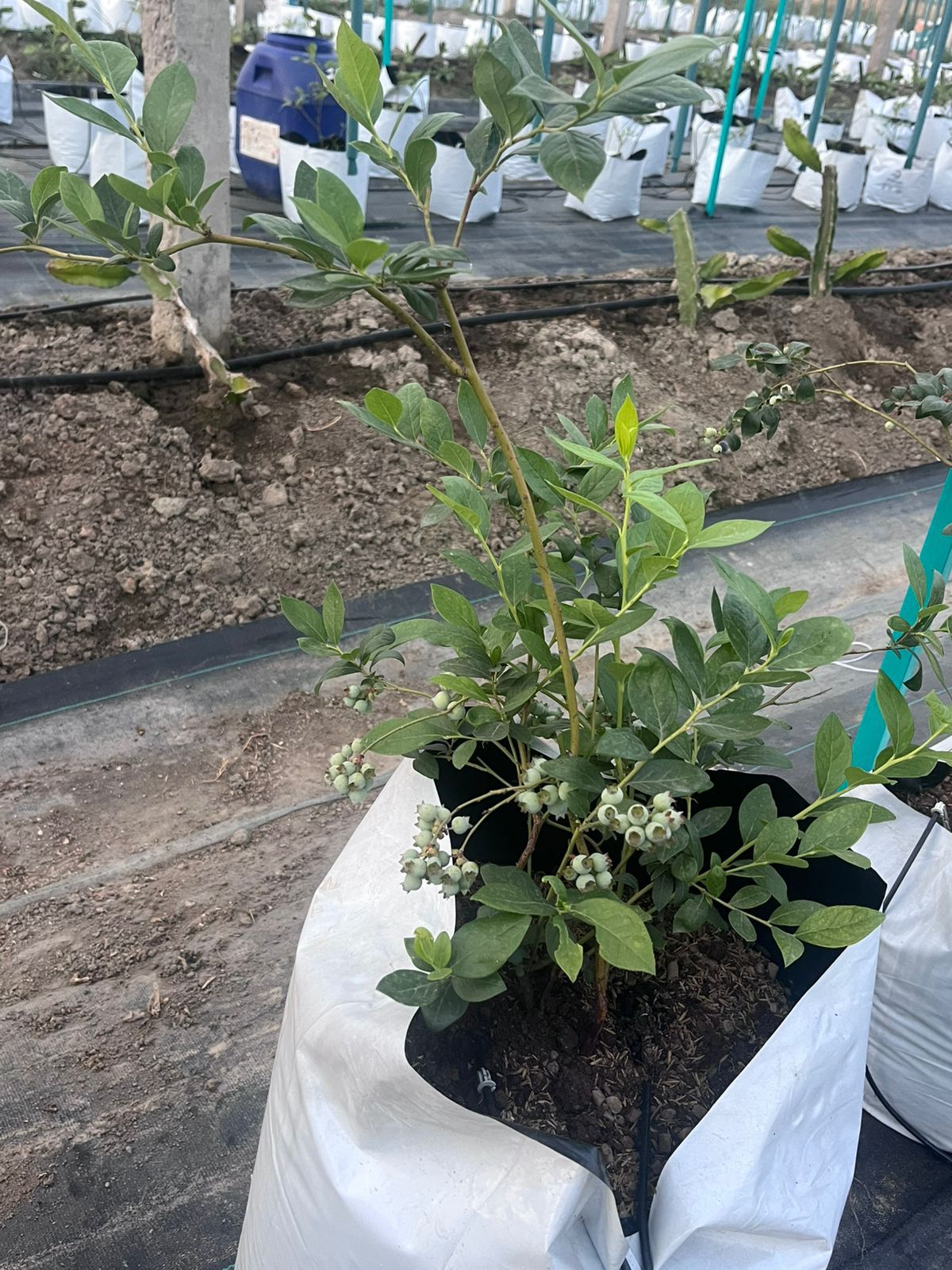 Blueberry Sutra (Siddhi) PCS-10 | Blueberry Plant Nutrition for Established Plants | Ecotika - Image 2